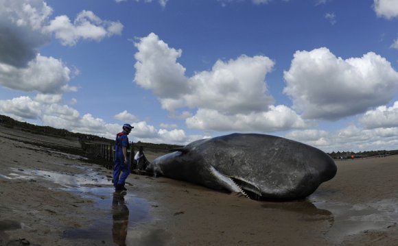 A sperm whale which died after