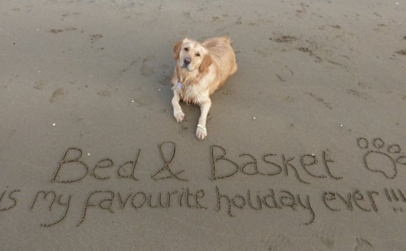 Dog-friendly holidays in