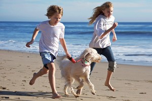 puppy Friendly Beaches in Cornwall