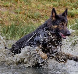 german shepherd jumping inside liquid