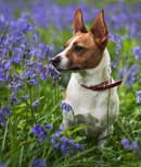 Jack Russel in bluebells