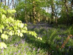 photo of Holiday cottage in Crowan, Lizard, Cornwall | East Barn sleeps 3 for year 2016 | Helpful Holidays