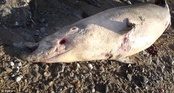 The 3.8 meter lengthy whale had been reported to the Cornwall Wildlife Trust Marine Strandings system as a porpoise, however when the Network's data officer obtained pictures associated with animal she ended up being suspicious that it was in reality a whale only recorded two times into the whole associated with the UK