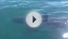 Great white shark? In Cornwall?