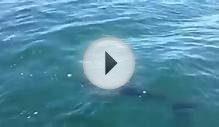 Is this a Great White Shark off Cornwall?