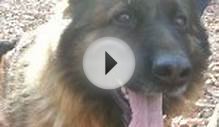 Pink and Delta – 2-4 year old female German Shepherd Dogs