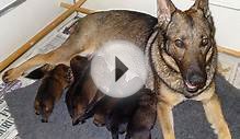 Police Dept. Needs Help Naming A Litter Of German Shepherd