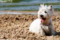 Westie in the coastline